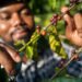 Uganda coffee export numbers tell a bold new tale