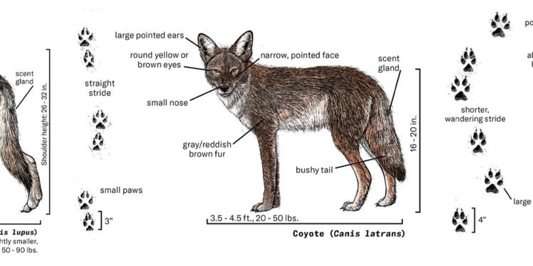 Wolves return to the West