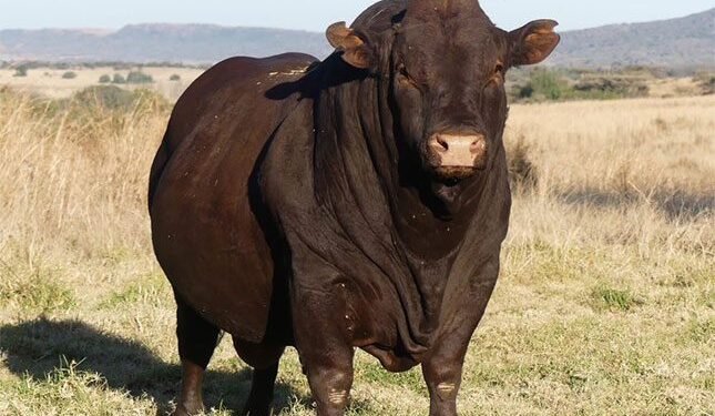 Bonsmara bull sold for R4 million at auction in KZN