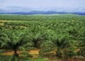 Cross River reclaims, hands over rubber plantation to firm for oil palm production – EnviroNews