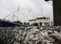 Gabon, Global Fishing Watch Team Up to Fight IUU Fishing