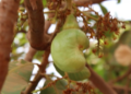 In Burkina Faso, cashew cultivation is a lever for sustainable and inclusive rural development