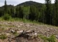 In wildfire-prone Washington, ‘collaboration’ on forest management gives way to timber interests