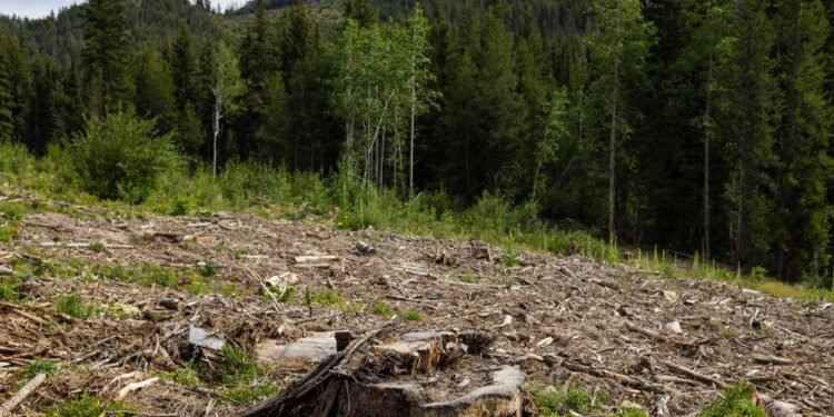 In wildfire-prone Washington, ‘collaboration’ on forest management gives way to timber interests