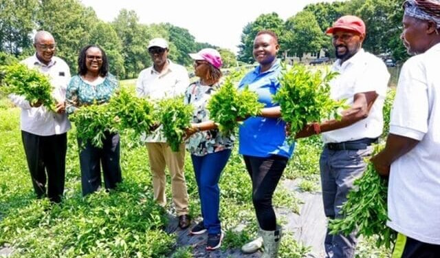 Kenyan Diaspora who grow African Traditional Vegetables in USA