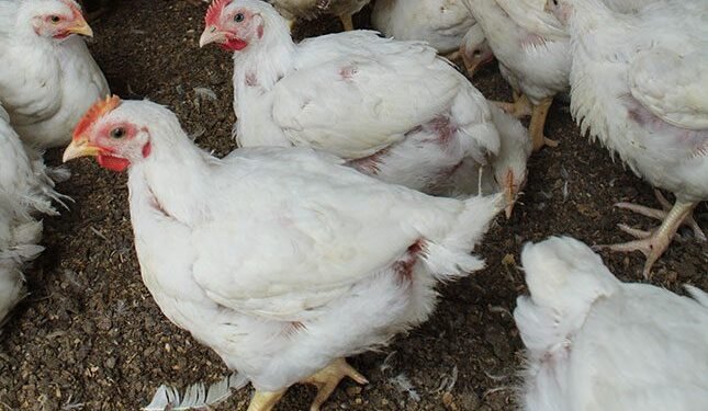 PIC injects R150 million more into embattled Daybreak Foods