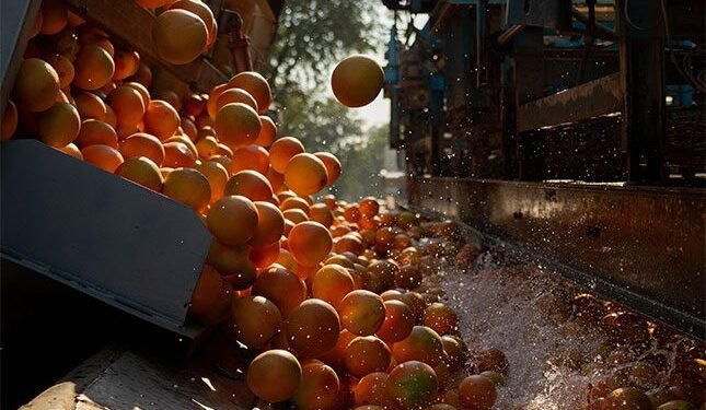 SA growers target Europe with new grapefruit campaign