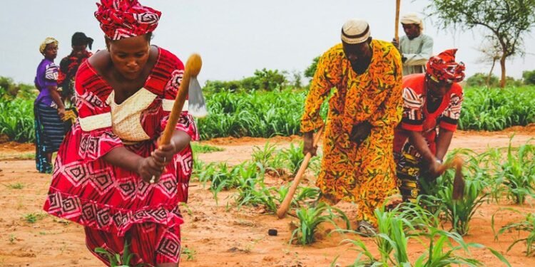 Sahel nations unite under new agricultural seed alliance to strengthen food security