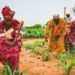 Sahel nations unite under new agricultural seed alliance to strengthen food security
