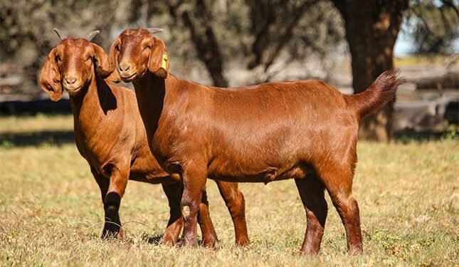 South African goat breeds raise the bar for global meat quality