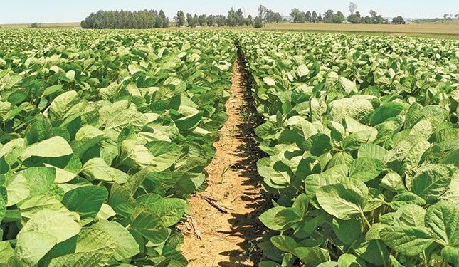 Summer crops shine, winter grains hold steady