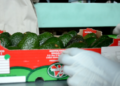 Tanzania advances avocado sector with support from Food and Agriculture Organisation’s (FAO’s) One Country One Priority Product (OCOP) initiative