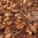 Tapping into the gluten-free trend could improve potato margins