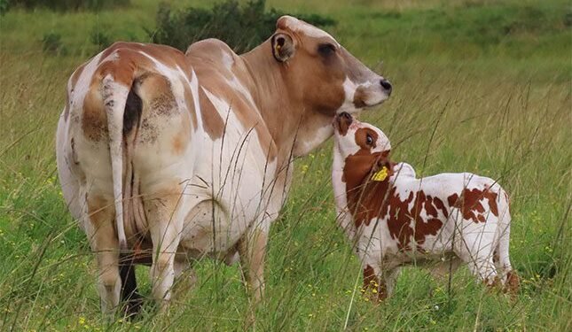 The unmatched hybrid vigour of the Boran