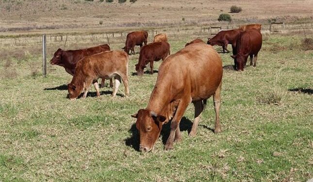 Time to start widespread vaccination against FMD in SA’s livestock?