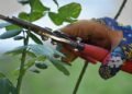 Tips and tricks for pruning roses