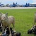 ‘Robot Coyotes’ Are the US Army’s Newest Trick for Protecting Aircraft