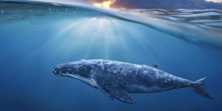 Beat SHIB & XRP Returns