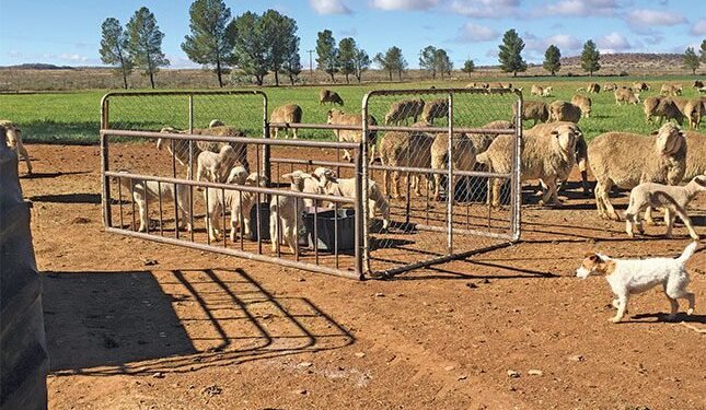 Building on a family wool farming legacy