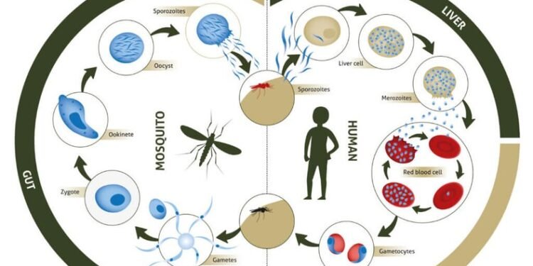 Burkina Faso says no to Bill Gates’ plan of creating modified species of mosquitoes
