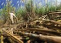 Cheap imports, US tariffs hit optimism over bumper sugar cane harvest
