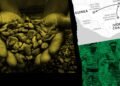 Chocolate cartels: the rise of cocoa smuggling