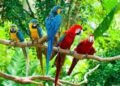 Climate change: Tropical bird populations reduced by a third since 1980 – EnviroNews