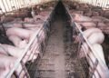 Consumer concerns about pig welfare can’t be ignored