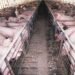 Consumer concerns about pig welfare can’t be ignored