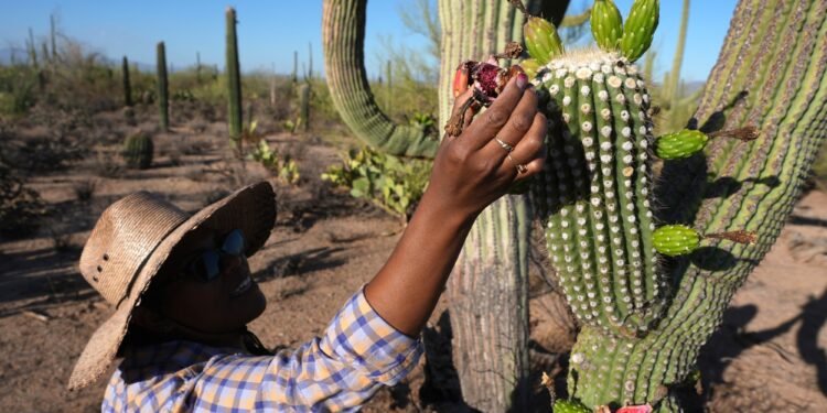 Counting flowers to read the saguaro’s future
