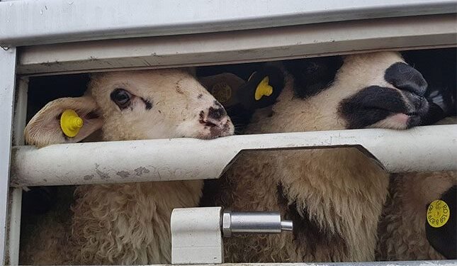 Critics say draft live export regulations ‘greenwash’ animal suffering