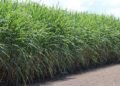 Drip irrigation on sugar cane saves water, energy, and labour