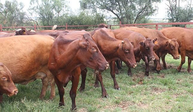 Focus on SA trade, but don’t forget biosecurity challenges