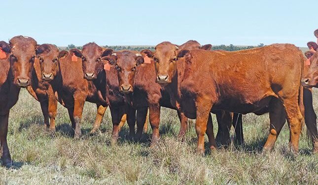 Free State officials notify public of two new FMD cases in Viljoenskroon