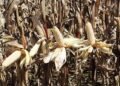 Gene editing tech crucial for grain farmers’ survival in next decade