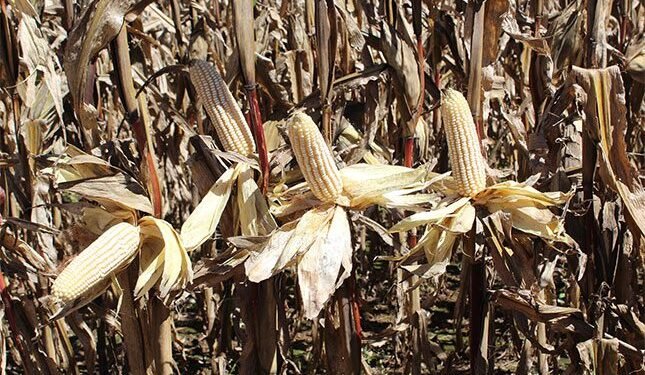 Gene editing tech crucial for grain farmers’ survival in next decade