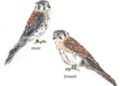 Get to know the American kestrel