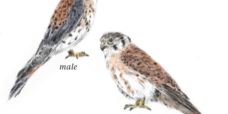 Get to know the American kestrel