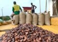 Ghanaian government increases the producer price of cocoa by 62.58 per cent