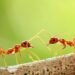Government Staffing Cuts Have Fueled an Ant-Smuggling Boom