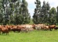 Growth of SA’s meat industry at risk without improved biosecurity