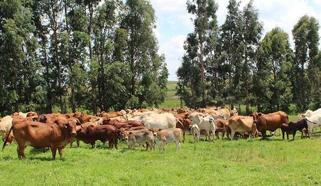 Growth of SA’s meat industry at risk without improved biosecurity