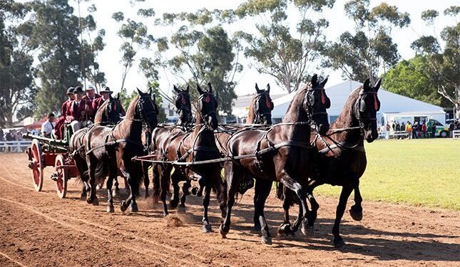 Horse owners urged to vaccinate against African horse sickness