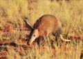 How aardvark burrows could unite farming and conservation
