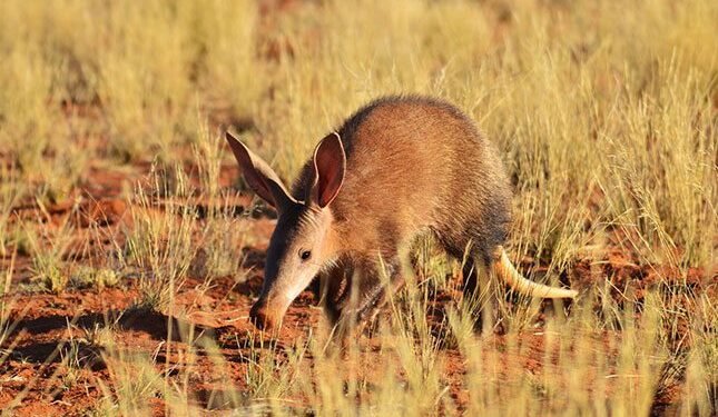 How aardvark burrows could unite farming and conservation