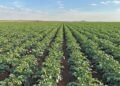 How top potato farmer optimises production
