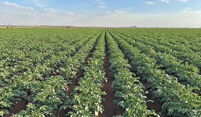 How top potato farmer optimises production