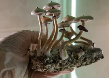 In rumored AbbVie deal, Wall Street sees momentum for psychedelics M&A