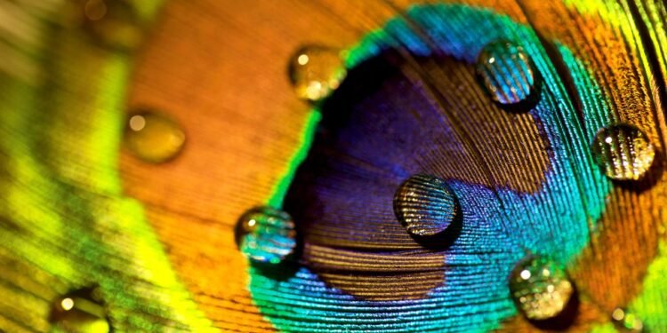 Peacock Feathers Are Stunning. They Can Also Emit Laser Beams
