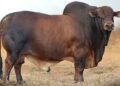 R2 million bull sold at Mosdene Boran Stud’s first auction